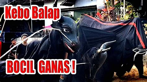 KEBO BALAP KEREN BOCIL BANTENGAN SATRIO WETAN SARI LIVE GENTONG