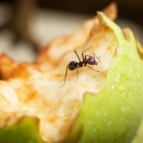 12 Best Ways To Kill Ants In Your Home And Yard