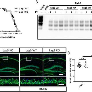 Incubation Times Prp Sc Levels And Neurodegeneration In Lag Wt And Ko