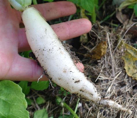 White Icicle Radish – Mary's Heirloom Seeds