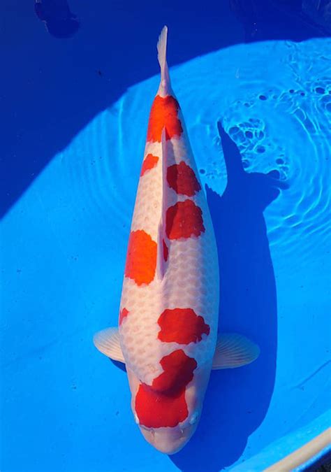 Dainichi Koi Farm Japan Ojiya