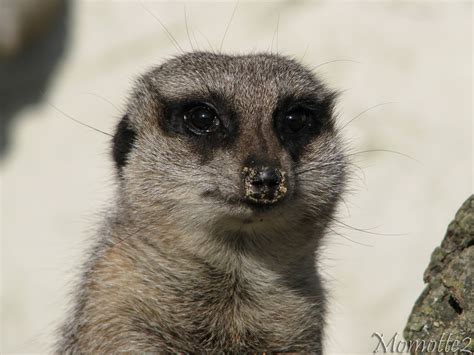 The eyes of the meerkat by Momotte2 on DeviantArt