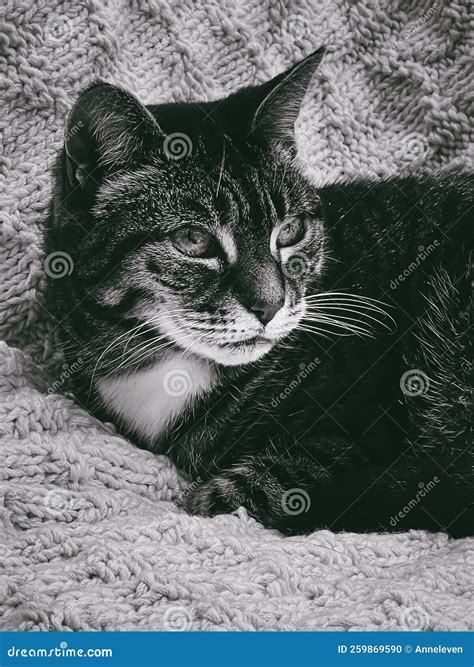 Beautiful Female Tabby Cat at Home, Adorable Domestic Pet, Black and