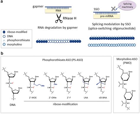 Drug Metabolism And Pharmacokinetics Of Antisense Oligonucleotide