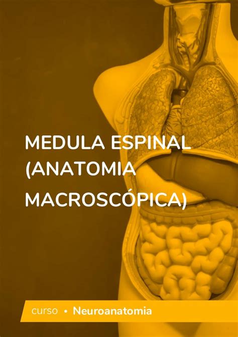 Pdf Medula Espinal Anatomia Macrosc Pica A Medula Espinal E O