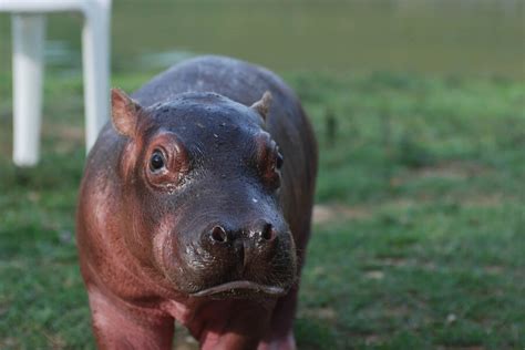 Hipopótamos De Pablo Escobar Serán Declarados Especie Invasora Qué Consecuencias Tiene La