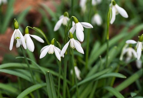 How To Grow And Care For Snowdrop Flower