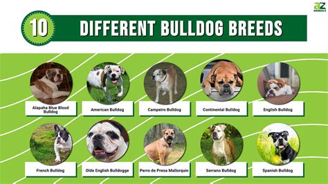 10 Different Bulldog Breeds A Z Animals