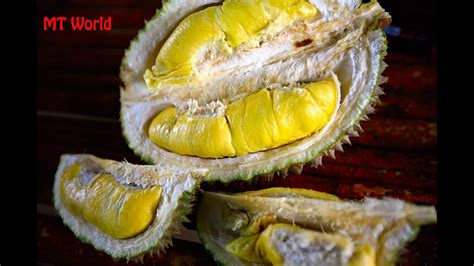 Raub Durian Orchard Malaysia Youtube