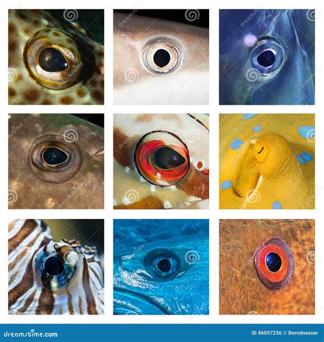 Closeups Of Different Fish Eyes Stock Photo Image Of Life Color