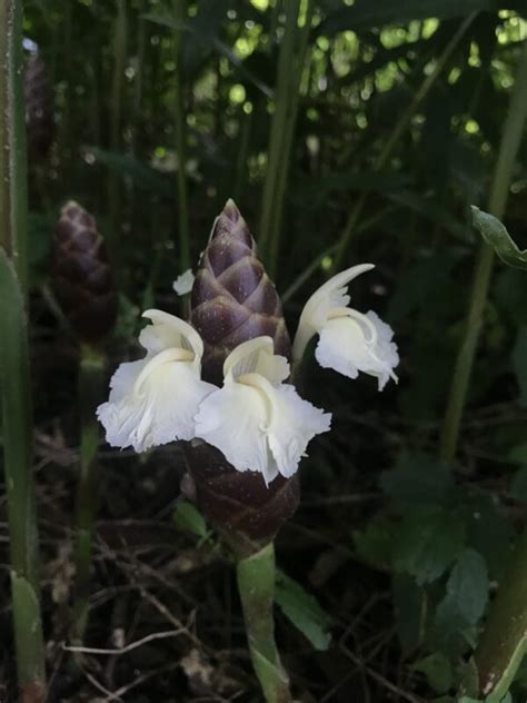 Zingiber Montanum The Natural World