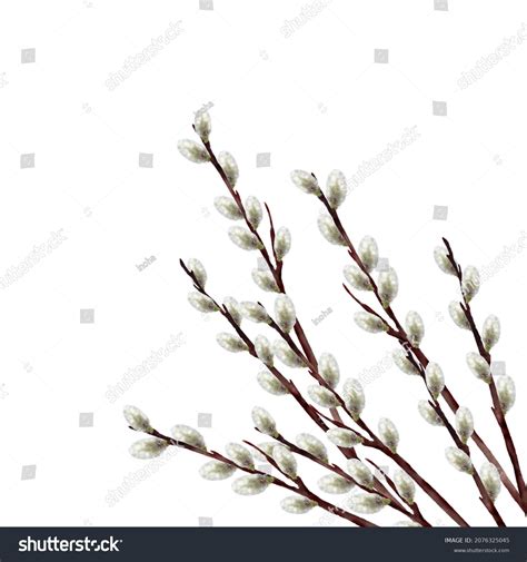 Watercolor Painting Pussy Willow Stock Illustration 2076325045 Shutterstock