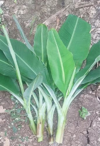 Green Well Watered Small Leaf Banana Plant, For Garden, 7 Feet at Rs 40 ...