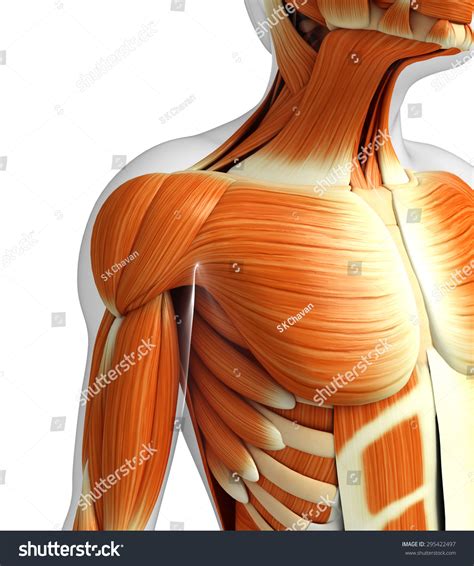 3d Rendered Illustration Of Muscles Anatomy - 295422497 : Shutterstock