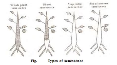 senescence : Types, Physiology , Importance of senescence