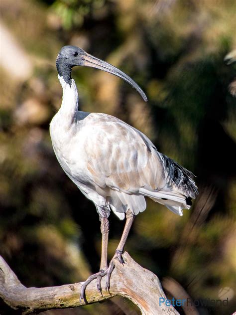 Australian White Ibis Peter Rowland Photographer And Writer