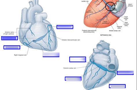 Venous Drainage Diagram Quizlet