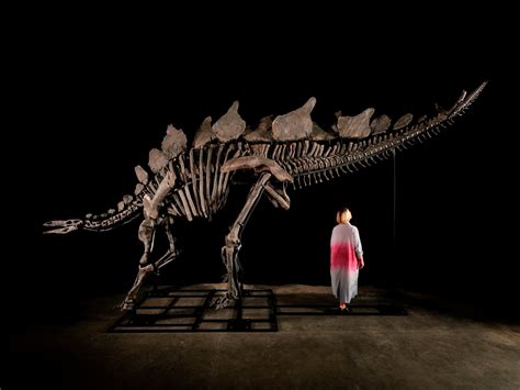 Largest Stegosaurus Fossil Ever Found To Be Auctioned By Sotheby S In