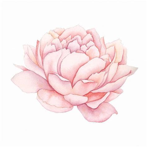 Pink Peony Watercolor Pink Peony Wall Art Pink Peony Art Etsy Pink