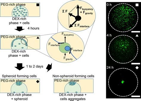 Spheroid Formation Using Dex In Peg Atps Pattern A Atps Spheroid Download Scientific Diagram