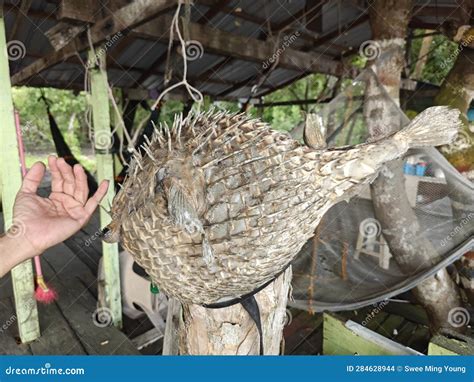 Dried Puffer Fish with Spikes. Stock Photo - Image of porcupinefish ...