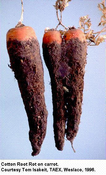 Carrot Texas Plant Disease Handbook