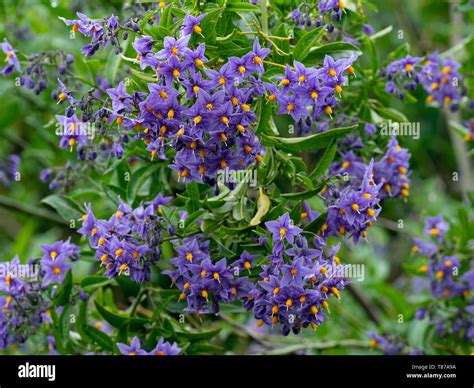 Blue Potato Bush Lycianthes Rantonnetii Stock Photo Alamy