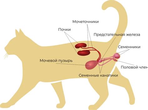Кастрация кота или кошки. Виды операции, длительность, показания.