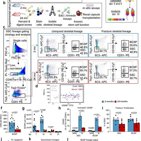 Phenotypic Sscs Are Present In Aged Mice A The Mouse Skeletal