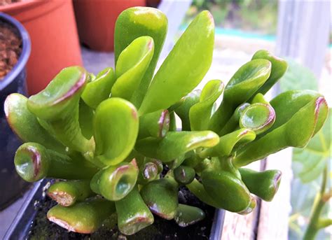 Succulent Types Of Jade Plants Best Succulent Ideas