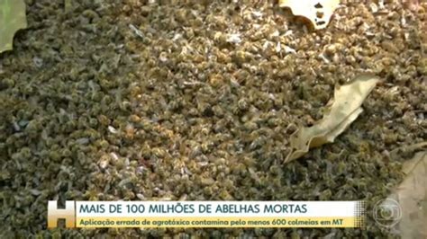 Mais De 100 Milhões De Abelhas São Mortas Em Mt Devido Aplicação Errada