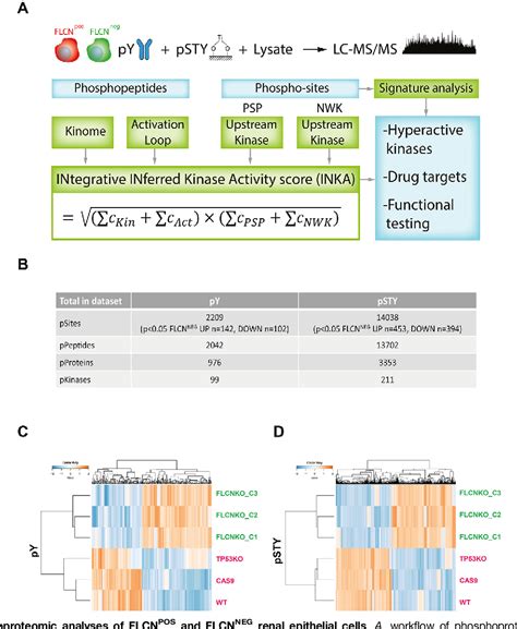 Figure From Phosphoproteomic Analysis Of Flcn Inactivation Highlights