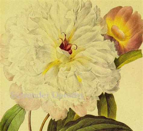 Double White Peony Paeonia Suffruticosa Redoute Flower Vintage