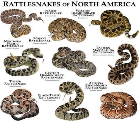 Timber Rattlesnakes In Virginia Virginia Snake Removal