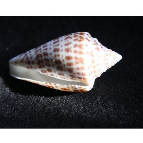 Seashell Patterns Playdatebox