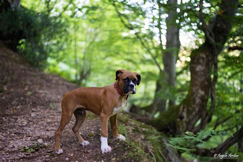 Asturias Con Perro Ruta Del Tabayon De Mongayu