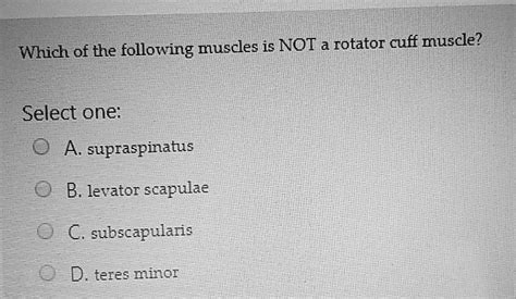 SOLVED Which Of The Following Muscles Is NOT A Rotator Cuff Muscle