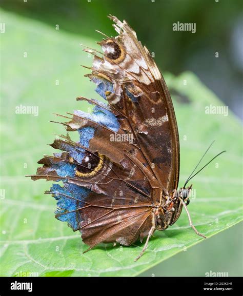 Blue morpho butterfly habitat hi-res stock photography and images - Alamy