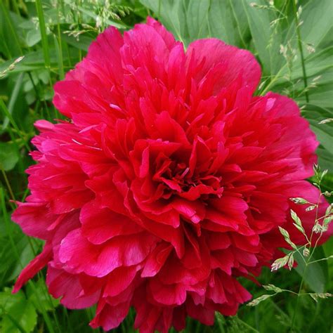 Peony Rubra Plena - plant, care and cultivation. Peony Rubra Plena ...