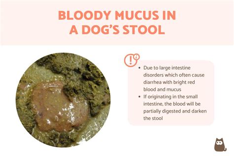 Bloody Mucus in My Dog's Stool - Causes and Treatment of Blood and