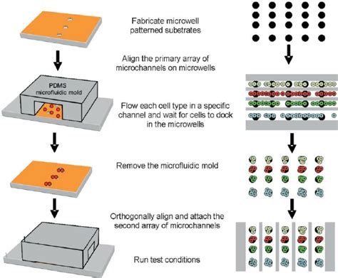 Schematic Diagram Of Reversible Sealing Of Microfluidic Arrays Onto