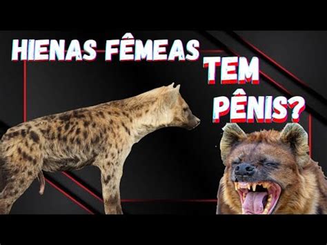 HIENAS ESTRANHAS o PÊNIS das hienas fêmeas e o seu difícil parto