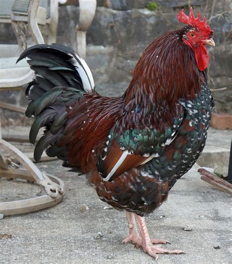 7 month old Speckled Sussex Rooster | BackYard Chickens - Learn How to Raise Chickens