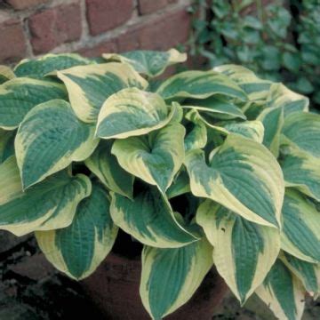 Hosta Orion's Belt - Large variety with blue-green leaves and a wide ...