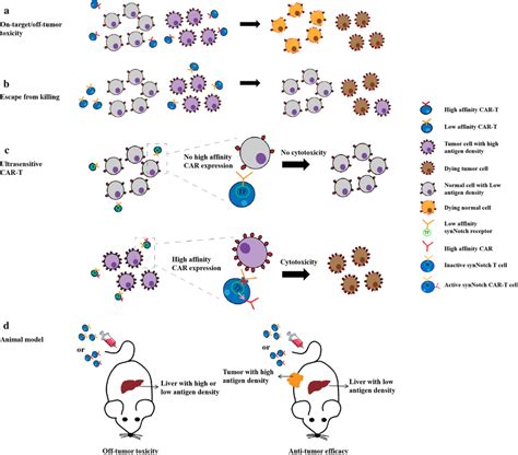 Affinity Tuned CAR T Cells Reduce The Risk Of On Target Off Tumor