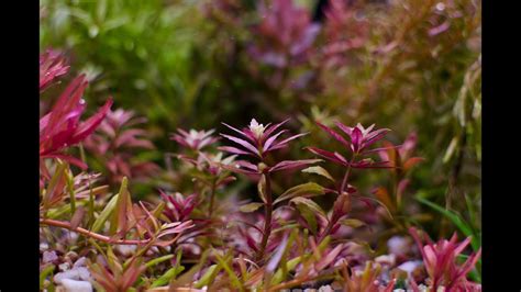 Stems Limnophila Aromatica Mini Live Aquarium Plants Free Etsy