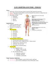 anatomy lecture chpt 4 tissues.docx - A P I CHAPTER 4 LECTURE - TISSUES ...