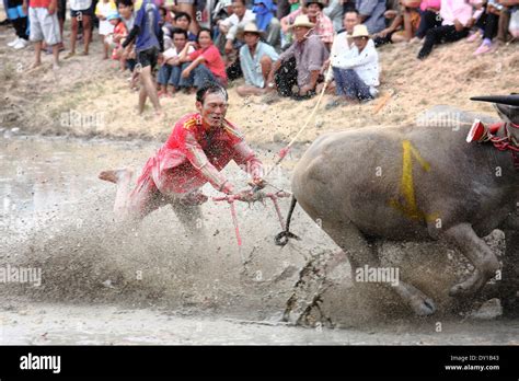 Buffaloes Racing The Event Is Normally Held Before The Rice Planting