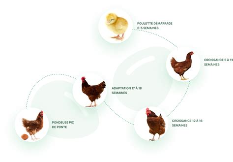 Poule Pondeuse