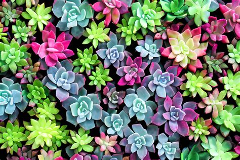 Succulents Background Graphic by Craftable · Creative Fabrica